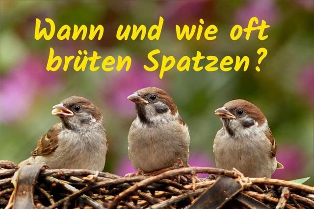 Erfahren Sie mehr über die Brutperiode der Haussperlinge! Erfahren Sie mehr über die Brutperiode der Haussperlinge!