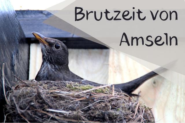Zu welcher Zeit brütet die Amsel? Zu welcher Zeit brütet die Amsel?