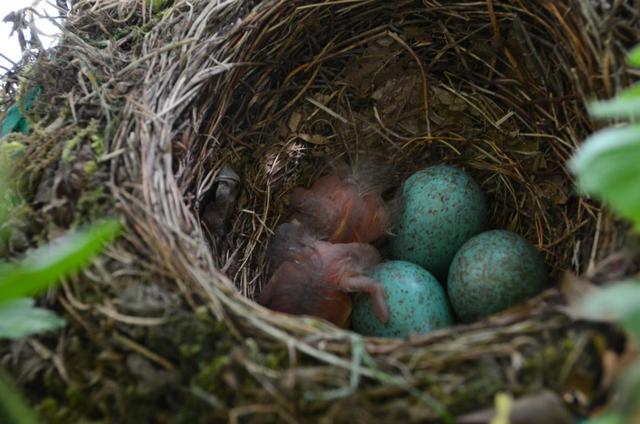 Amselnestbau: Wann baut die Amsel ihr Nest zur Brutzeit? Amselnestbau: Wann baut die Amsel ihr Nest zur Brutzeit?