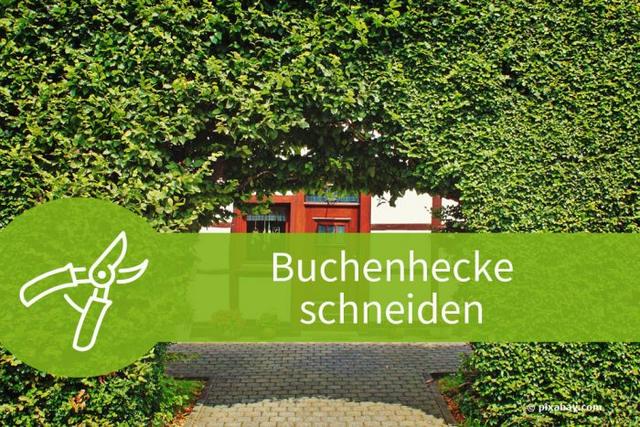 Pflege einer Buchenhecke: Wann und wie sollte geschnitten werden? Pflege einer Buchenhecke: Wann und wie sollte geschnitten werden?