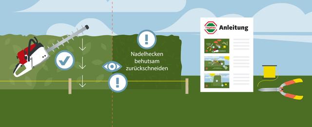 Buchenhecke richtig schneiden: Tipps und Empfehlungen Buchenhecke richtig schneiden: Tipps und Empfehlungen