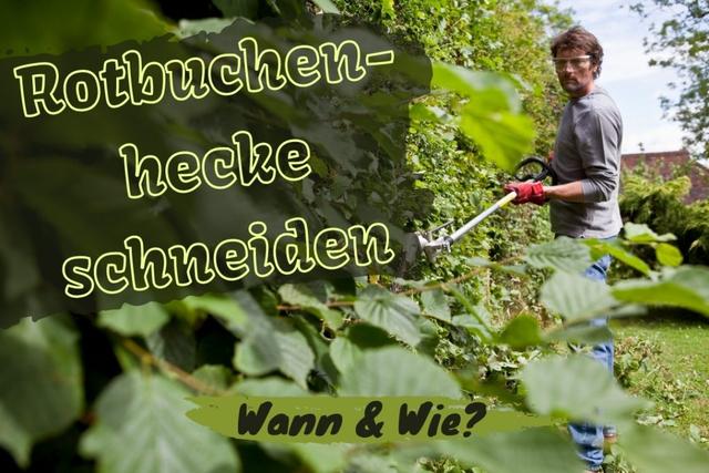 Schneiden einer Buchenhecke: Richtige Vorgehensweise und Zeitpunkte Schneiden einer Buchenhecke: Richtige Vorgehensweise und Zeitpunkte