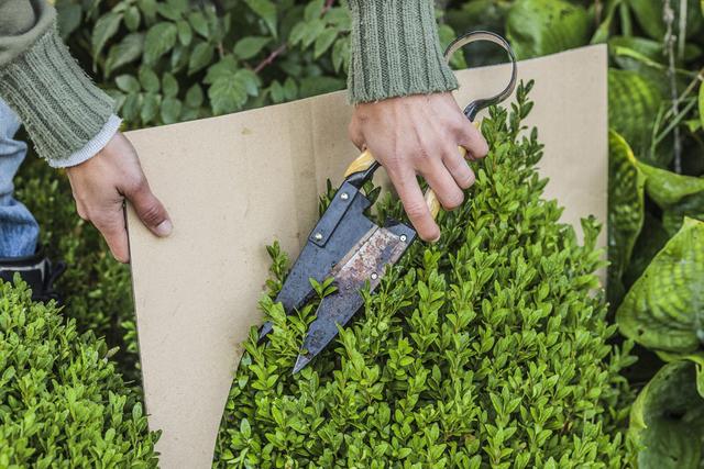 Die richtige Zeit für den Schnitt von Buchsbaum: Wann ist der beste Zeitpunkt? Die richtige Zeit für den Schnitt von Buchsbaum: Wann ist der beste Zeitpunkt?