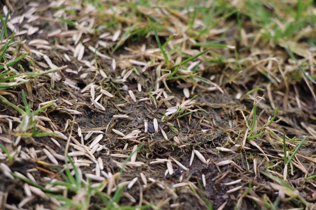 Zu welcher Jahreszeit sollte ich meinen Rasen säen?