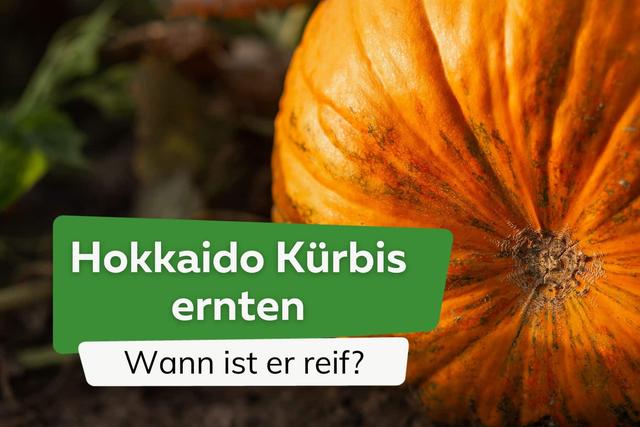 Wann sollten Sie Ihre Hokkaido-Kürbisse ernten? Wann sollten Sie Ihre Hokkaido-Kürbisse ernten?