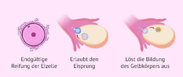 Beeinflusst Alkoholkonsum die Wirkung von Ovitrelle? Beeinflusst Alkoholkonsum die Wirkung von Ovitrelle?