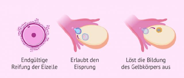 Ist es üblich, Ovitrelle nach einem Embryotransfer zu erhalten?
