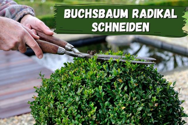 Der richtige Zeitpunkt zum Schneiden von Buchsbäumen Der richtige Zeitpunkt zum Schneiden von Buchsbäumen