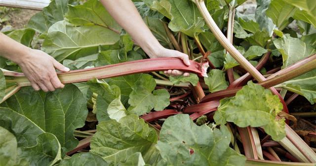 Von Frühling bis Sommer: Bis wann kann man Rhabarber ernten und genießen? Von Frühling bis Sommer: Bis wann kann man Rhabarber ernten und genießen?