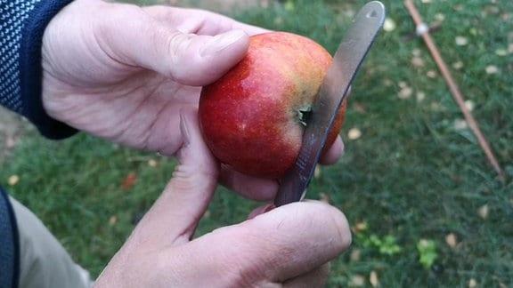 Tipps zur Bestimmung der Reife von Äpfeln Tipps zur Bestimmung der Reife von Äpfeln