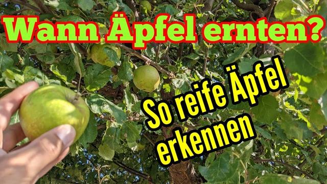 So erkennen Sie, wann Ihre Äpfel reif sind So erkennen Sie, wann Ihre Äpfel reif sind