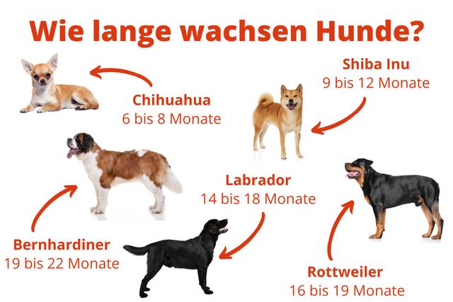 Wachstumsphasen beim Hund: Wie lange dauert es, bis er ausgewachsen ist?