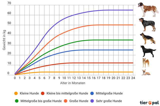 Hundewachstum: Von Welpe zu ausgewachsenem Hund - eine Zeitangabe