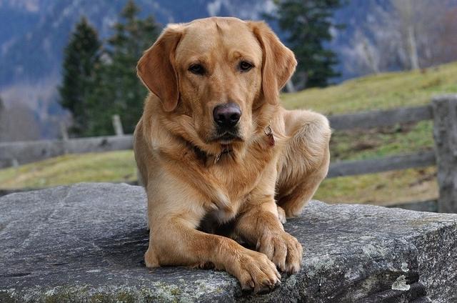 Ab welchem Alter ist ein Labrador vollständig ausgewachsen? Ab welchem Alter ist ein Labrador vollständig ausgewachsen?