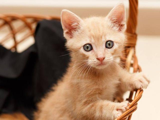 Die Entwicklung einer Katze: Wann ist sie ausgewachsen? Die Entwicklung einer Katze: Wann ist sie ausgewachsen?