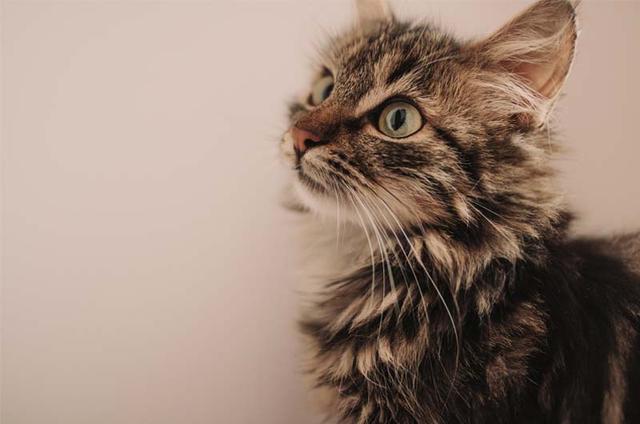 Alles über das Wachstum von Katzen: Wann ist eine Katze ausgewachsen? Alles über das Wachstum von Katzen: Wann ist eine Katze ausgewachsen?