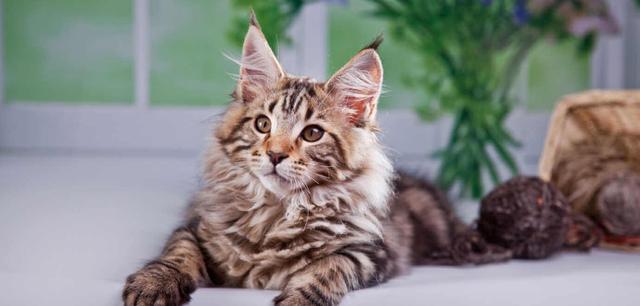 Wann ist eine Katze ausgewachsen? Ein Leitfaden zu den verschiedenen Entwicklungsphasen Ihrer Katze Wann ist eine Katze ausgewachsen? Ein Leitfaden zu den verschiedenen Entwicklungsphasen Ihrer Katze