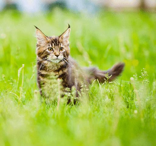 Der optimale Zeitpunkt: Wie lange dauert es, bis eine Katze ausgewachsen ist? Der optimale Zeitpunkt: Wie lange dauert es, bis eine Katze ausgewachsen ist?