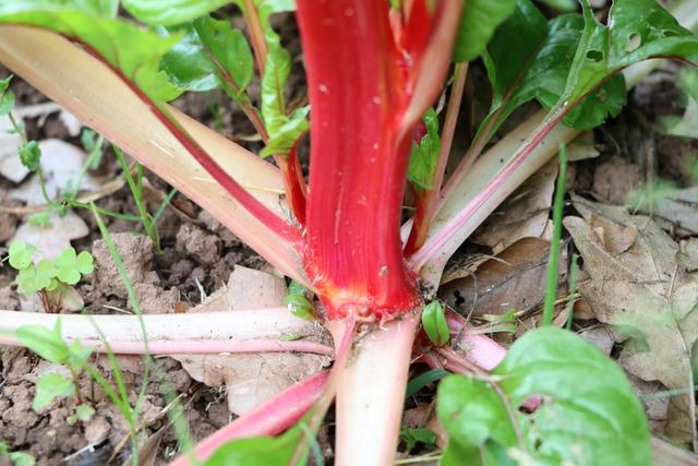 Erntezeitpunkt für Rhabarber: So erkennen Sie die Reife Erntezeitpunkt für Rhabarber: So erkennen Sie die Reife