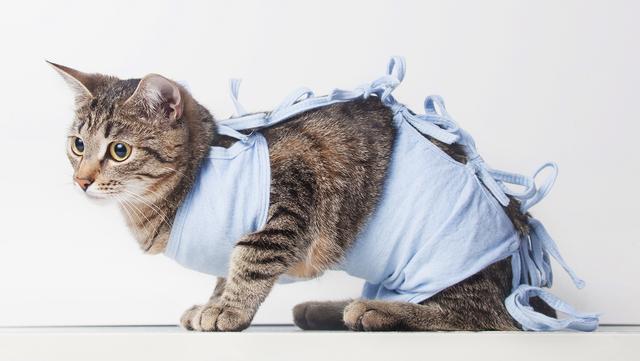 Die optimale Zeit für die Sterilisation einer Katze