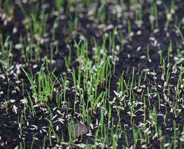 Rasenneuanlage im Frühjahr: Wann sollte der Rasen gemäht werden? Rasenneuanlage im Frühjahr: Wann sollte der Rasen gemäht werden?