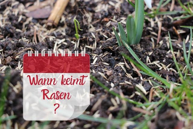 Wann keimt Rasen? Die Keimzeit von Rasen im Frühjahr erklärt. Wann keimt Rasen? Die Keimzeit von Rasen im Frühjahr erklärt.