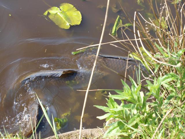 Wassertemperatur und Karpfenlaich: Das ideale Temperaturfenster für erfolgreiche Fänge Wassertemperatur und Karpfenlaich: Das ideale Temperaturfenster für erfolgreiche Fänge