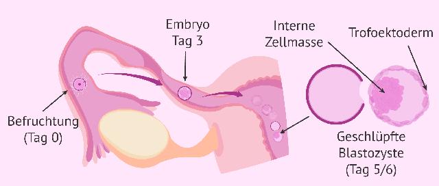 Ablauf der Einnistung: Ablauf der Einnistung: