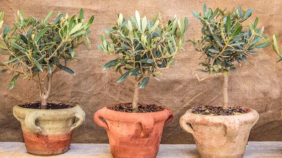 Wichtige Informationen zum Schneiden des Olivenbaums: Wann ist es am besten? Wichtige Informationen zum Schneiden des Olivenbaums: Wann ist es am besten?