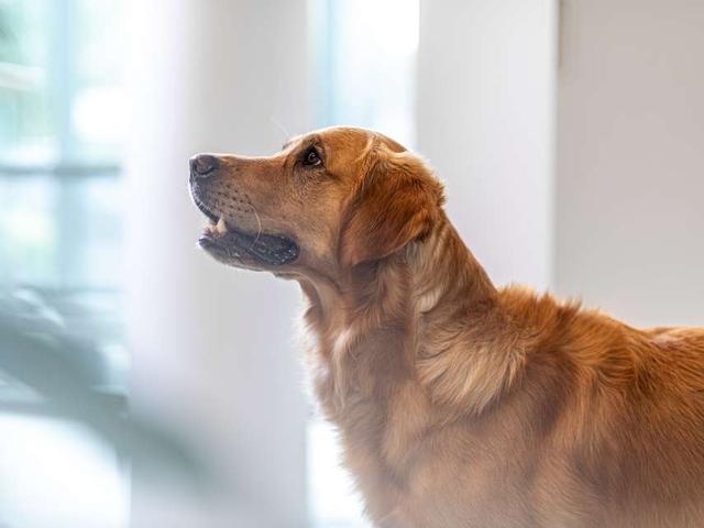 Die verschiedenen Methoden der Kastration bei Rüden Die verschiedenen Methoden der Kastration bei Rüden