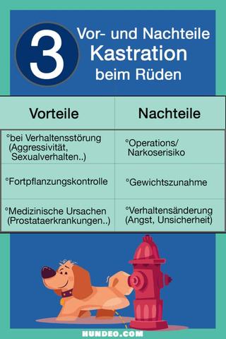 Vor- und Nachteile der Kastration bei Rüden Vor- und Nachteile der Kastration bei Rüden