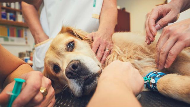 Tierärztliche Hilfe bei Fragen zur Kastration von Rüden Tierärztliche Hilfe bei Fragen zur Kastration von Rüden