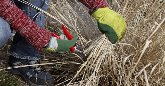 Tipps zum Schneiden von Gräsern: Wann und wie am besten vorgehen Tipps zum Schneiden von Gräsern: Wann und wie am besten vorgehen