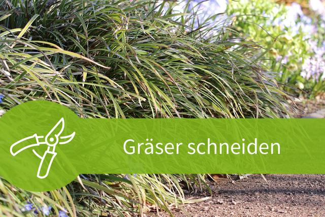 Wann schneidet man Gräser? Die besten Tipps und Tricks Sieu Thi Do