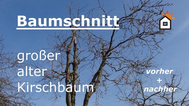 Wann sollten Kirschbäume geschnitten werden?