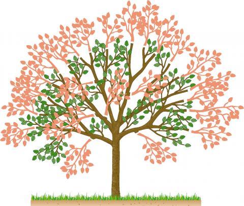 Tipps zum Schneiden von Kirschbäumen: Wann sollte man es tun? Tipps zum Schneiden von Kirschbäumen: Wann sollte man es tun?