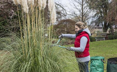 Pampasgras richtig zurückschneiden: Wann ist der ideale Zeitpunkt?
