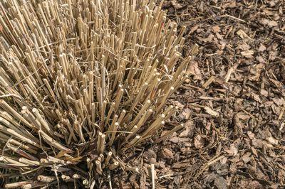 Der optimale Zeitpunkt für den Rückschnitt von Pampasgras