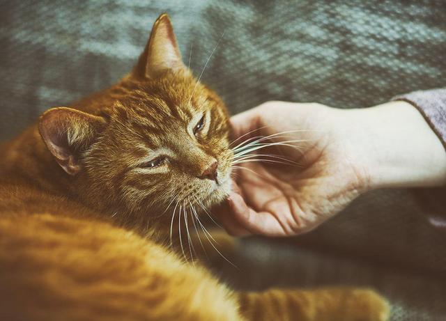 Die vielfältigen Motivationen hinter dem Schnurren von Katzen. Die vielfältigen Motivationen hinter dem Schnurren von Katzen.