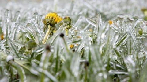 Bauernregeln und das Wetter: Was sagen die Eisheiligen für dieses Jahr voraus? Bauernregeln und das Wetter: Was sagen die Eisheiligen für dieses Jahr voraus?