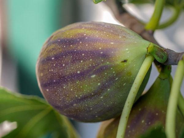 Wann können Feigen geerntet werden? Tipps zur Bestimmung des richtigen Erntezeitpunkts Wann können Feigen geerntet werden? Tipps zur Bestimmung des richtigen Erntezeitpunkts