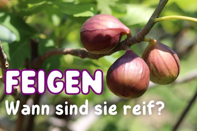 Die Reife der Feige: Ein Leitfaden zum richtigen Ernten der Früchte Die Reife der Feige: Ein Leitfaden zum richtigen Ernten der Früchte
