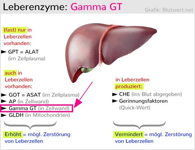 Ab welchem Wert sind erhöhte Gamma-GT-Werte bedenklich? Ab welchem Wert sind erhöhte Gamma-GT-Werte bedenklich?
