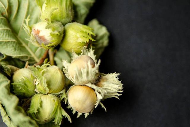 Die richtige Reife: Wann sollten Haselnüsse geerntet werden? Die richtige Reife: Wann sollten Haselnüsse geerntet werden?