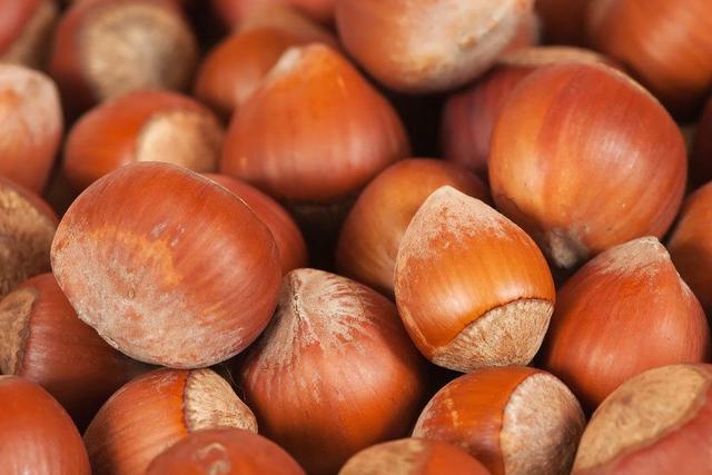 Genussvoller Herbst: Erfahren Sie, wann Sie Ihre eigenen Haselnüsse ernten können Genussvoller Herbst: Erfahren Sie, wann Sie Ihre eigenen Haselnüsse ernten können