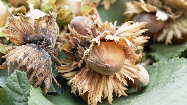 Wann sind Haselnüsse reif? Alles über die optimale Erntezeit Wann sind Haselnüsse reif? Alles über die optimale Erntezeit