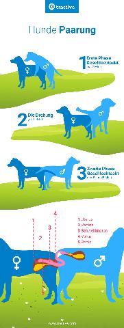 Das Verhalten von läufigen Hündinnen: Was ändert sich? Das Verhalten von läufigen Hündinnen: Was ändert sich?