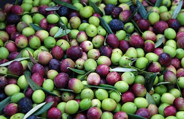 Einfluss des Reifegrads auf den Geschmack von Olivenöl: Wann sind Oliven perfekt zum Ernten?