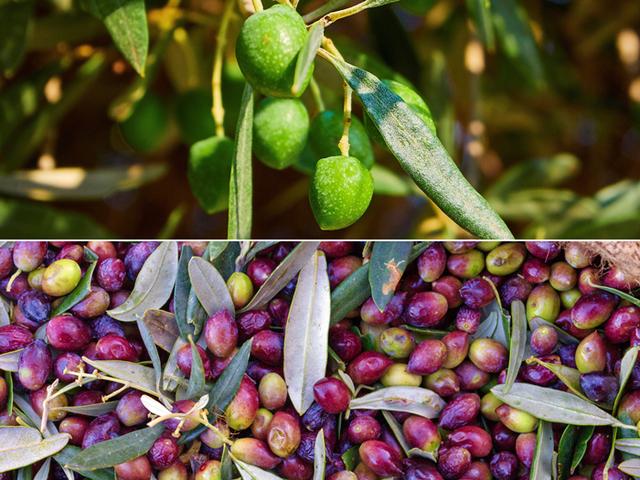 Wann sollten Oliven geerntet werden, um hochwertiges Olivenöl zu erhalten?