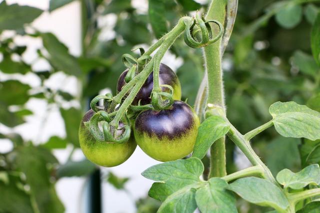 Schwarze Tomaten: So erkennen Sie, wann sie reif sind Schwarze Tomaten: So erkennen Sie, wann sie reif sind